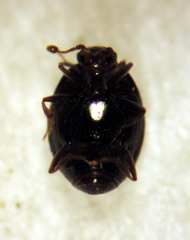 Acritus nigricornis