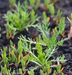 Matricaria discoidea