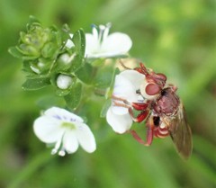 Myopa clausa