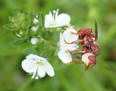 Myopa clausa