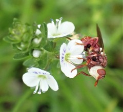 Myopa clausa
