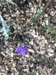 Dichelostemma