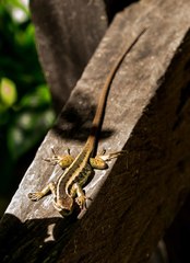 Liolaemus cyanogaster