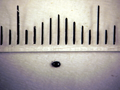 Acritus nigricornis