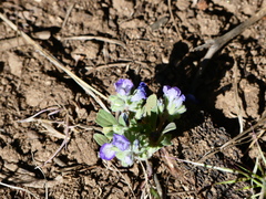 Scutellaria tuberosa