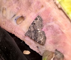 Metalectra quadrisignata