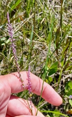 Polygala appendiculata