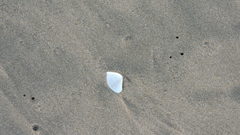 Donax punctatostriatus