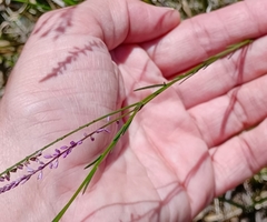 Polygala appendiculata
