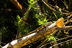 Liolaemus cyanogaster