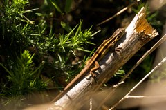 Liolaemus cyanogaster