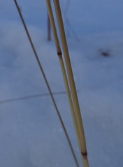 Calamagrostis inexpansa