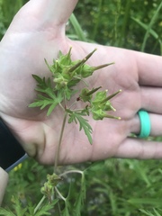 Geranium carolinianum carolinianum