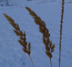 Calamagrostis inexpansa