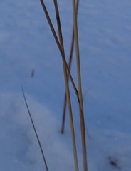 Calamagrostis inexpansa