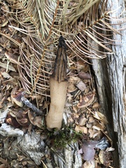 Morchella brunnea