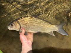 Carpiodes cyprinus