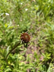 Echinacea laevigata