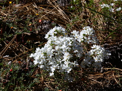 Leptosiphon floribundus