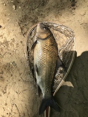 Carpiodes cyprinus