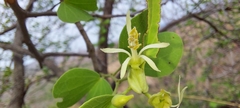 Bauhinia racemosa
