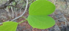 Bauhinia racemosa