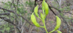 Bauhinia racemosa
