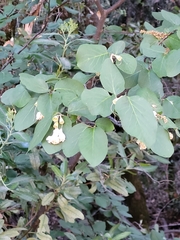 Styrax redivivus