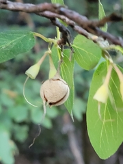 Styrax redivivus