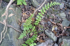 Cheilanthes chusana