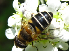 Eristalis kyokoae