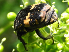 Glycyphana fulvistemma