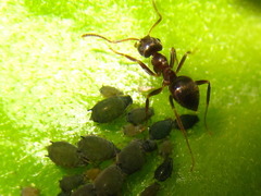 Lasius japonicus