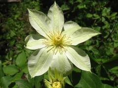 Clematis patens