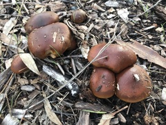 Cortinarius archeri