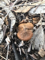 Cortinarius archeri