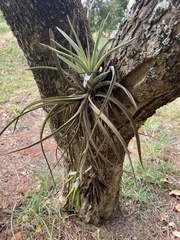 Tillandsia pohliana