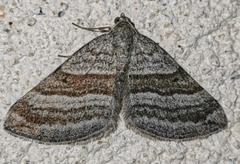 Scotopteryx coarctaria