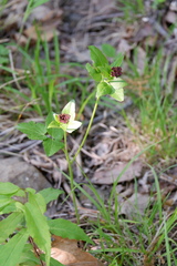 Thaspium trifoliatum trifoliatum