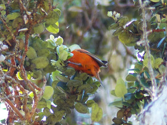 Loxops coccineus