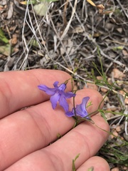 Campanula reverchonii
