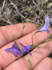 Campanula reverchonii