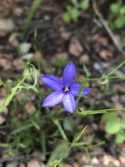 Campanula reverchonii