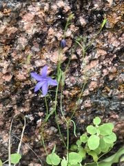 Campanula reverchonii