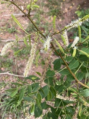 Mimosa caesalpiniifolia