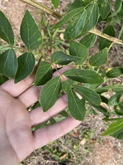 Mimosa caesalpiniifolia