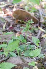 Thaspium trifoliatum trifoliatum