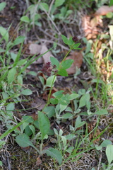 Thaspium trifoliatum trifoliatum