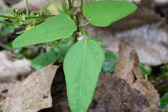 Akebia trifoliata