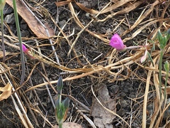 Clarkia franciscana